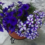 Pelion Kallisti * Pinakatai