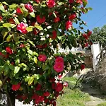 Pelion Kallisti * Pinakatai