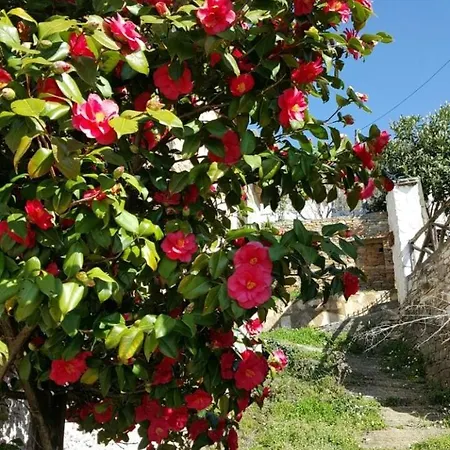 Pelion Kallisti * Pinakátai